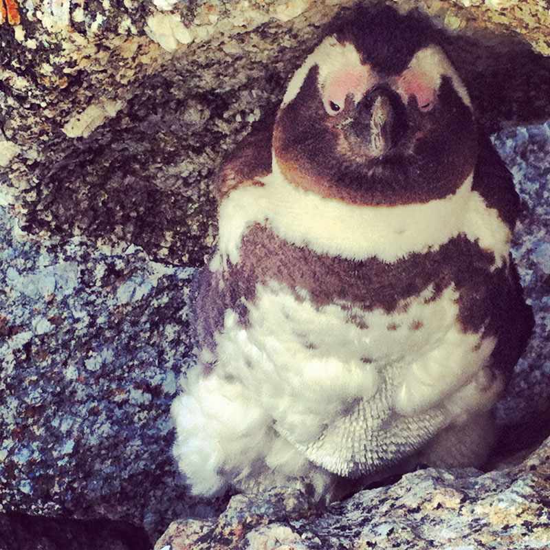 African Penguin at Boulders Beach, Cape Town, South Africa