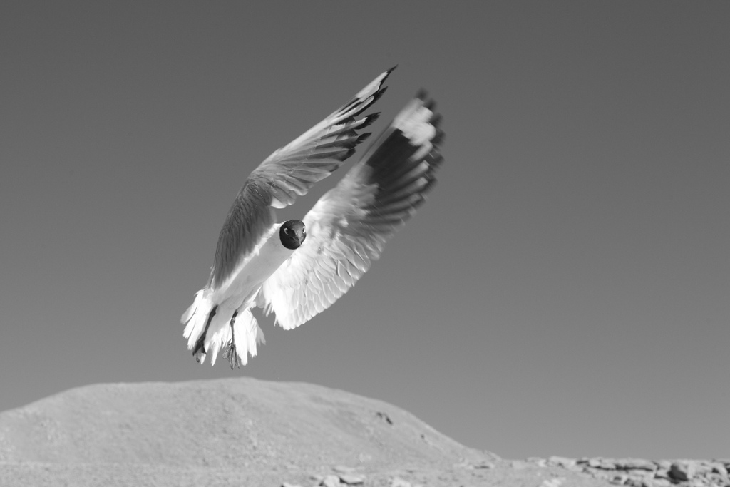 Andean gull in mid-flight (taken in Salta, Argentina)