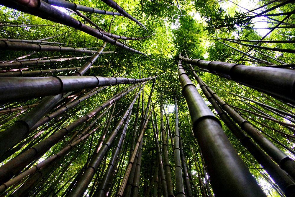 Bamboo Forest at the Nature Center in Chattanooga, Tennessee