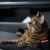 Cat in a Car on a Long-Distance Road Trip