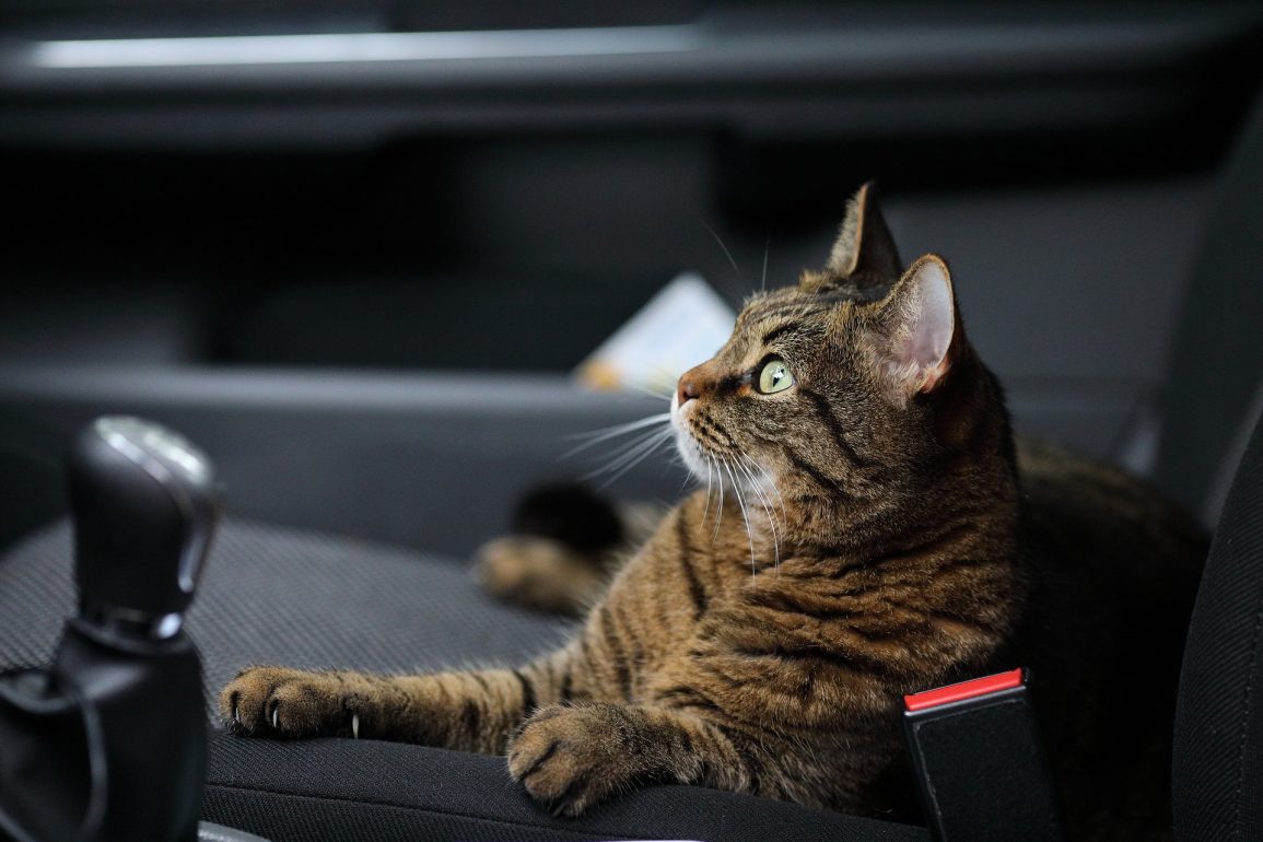Cat in a Car on a Long-Distance Road Trip