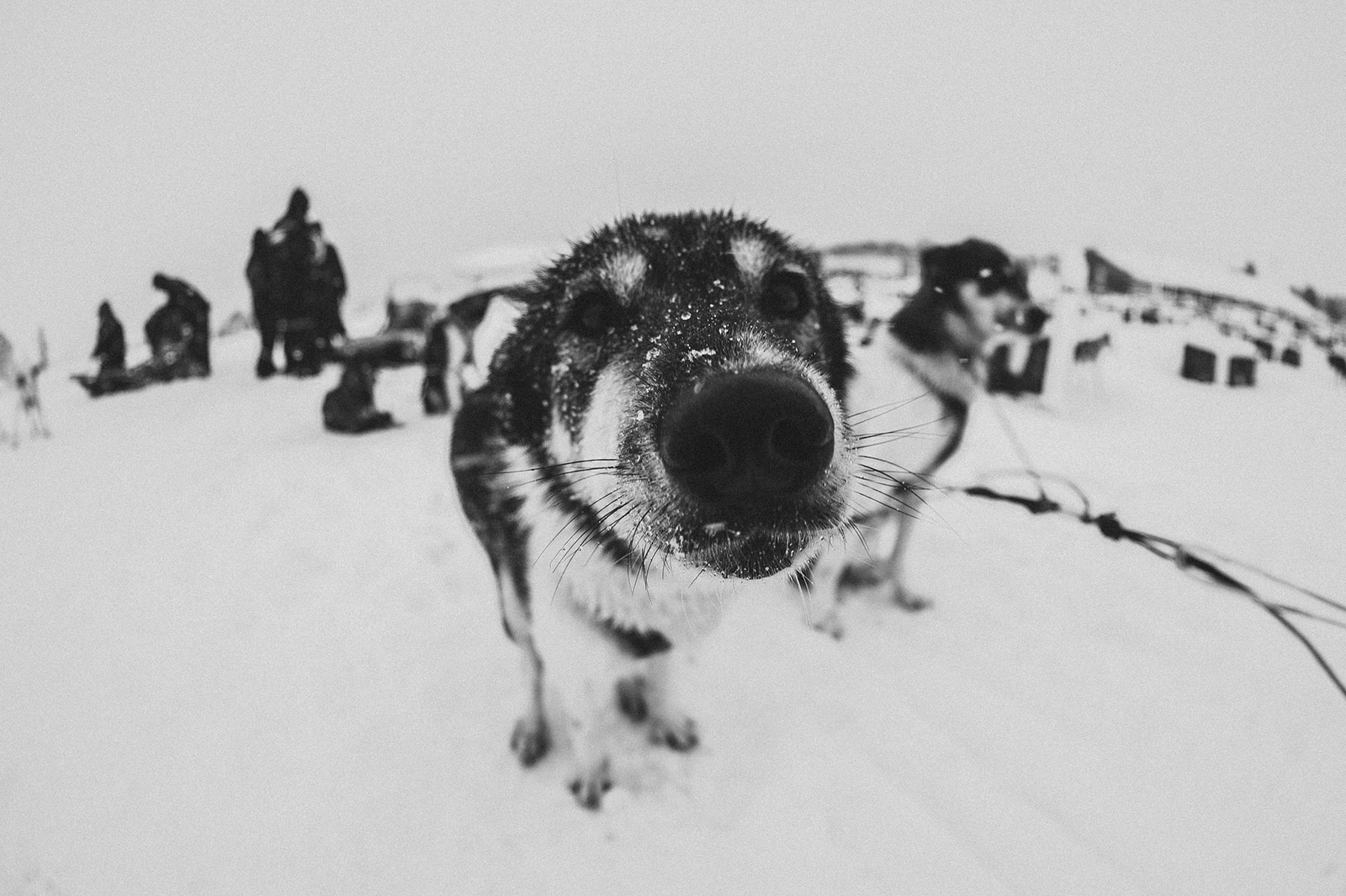 Closeup of sled dog in Norway