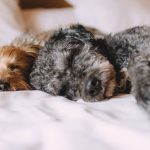 Two dogs asleep in a hotel bed