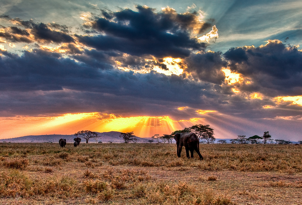 Elephants in Serengeti National Park (Tanzania)