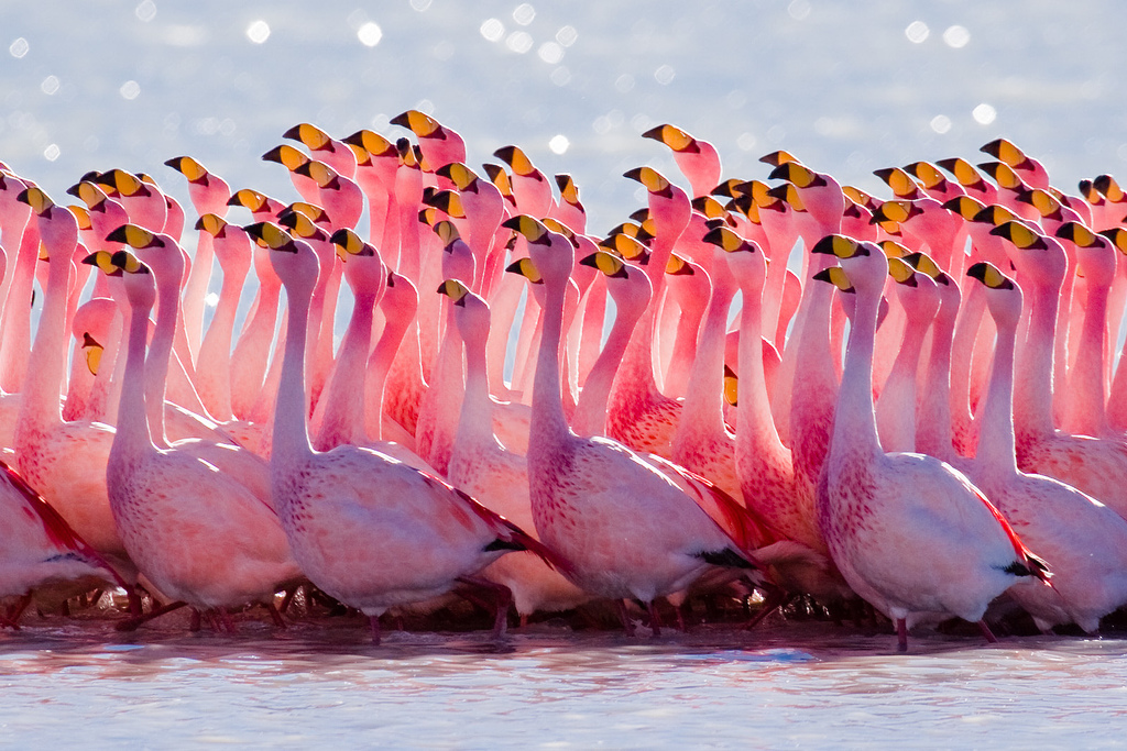 Flock of flamingos in Bolivia