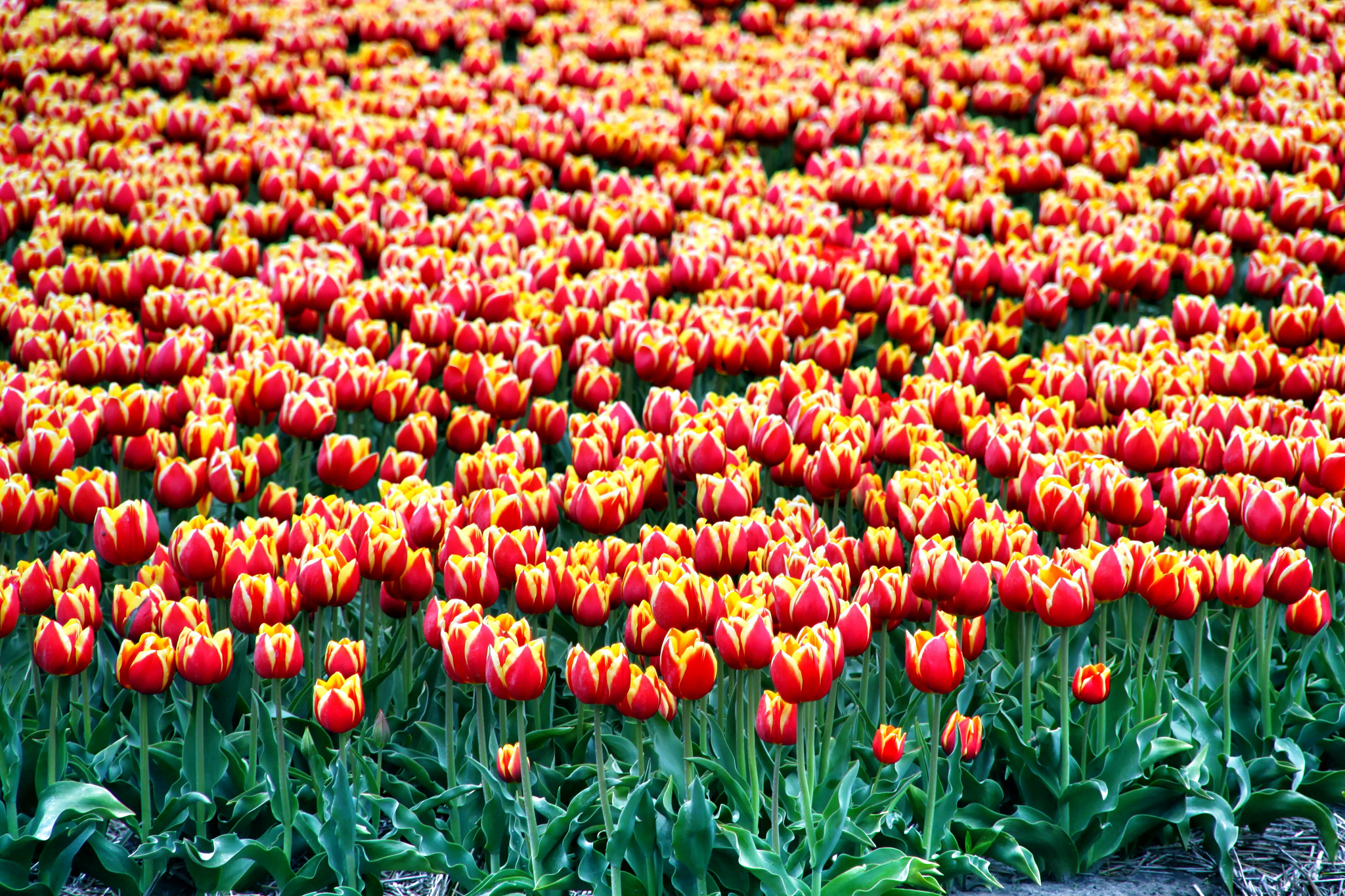 A field of tulips in North Holland, Netherlands