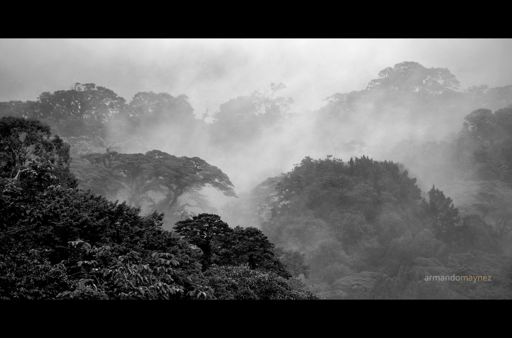 Fog over the rainforest in Costa Rica