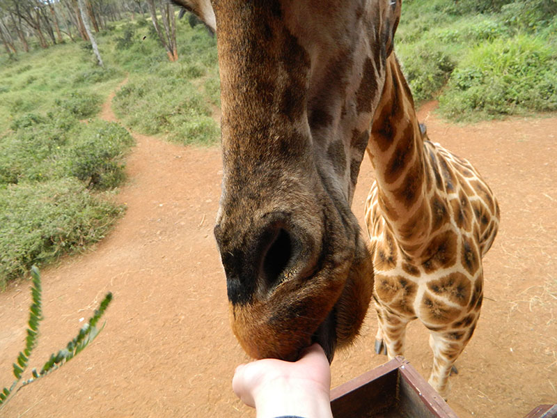 Closeup with Giraffe, Giraffe Centre in Nairobi, Kenya
