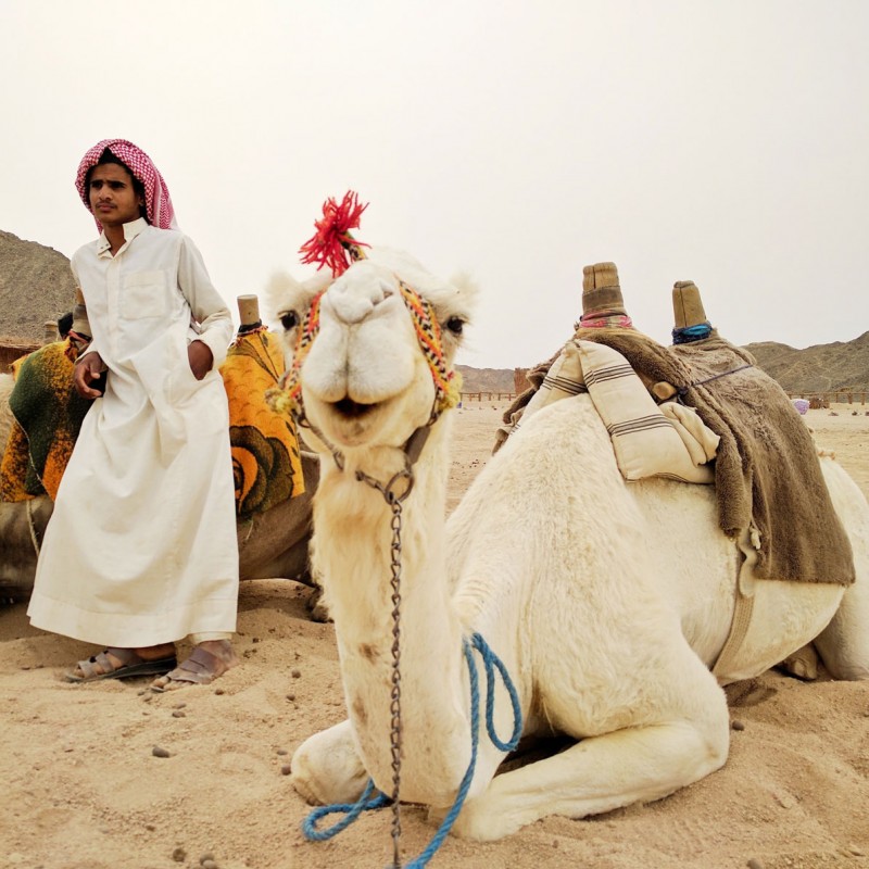 Happy Bedouin camel in the desert near Hurghada, Egypt