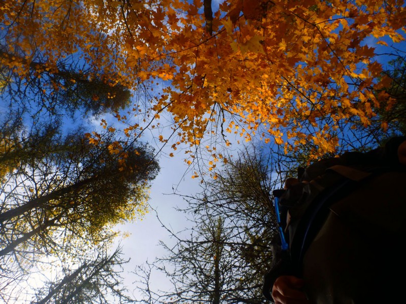 Low angle of leaves looking up in La Mauricie National Park in Quebec, Canada