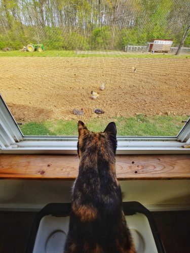 Lizzi the Travel Cat watching chickens at Everlee Farm, Chattanooga