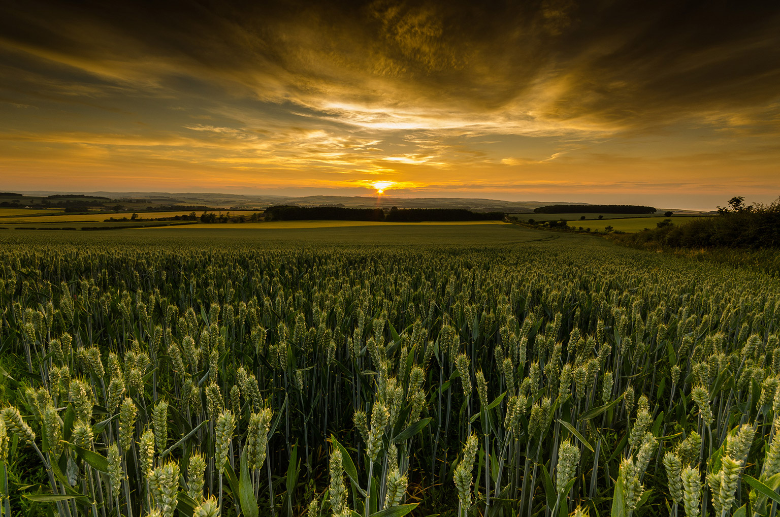 Sunset over the wheat fields of Scotland